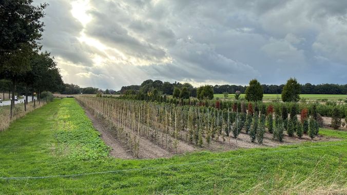 Neu gepflanzter Weinberg mit jungen Reben unter bewölktem Himmel.