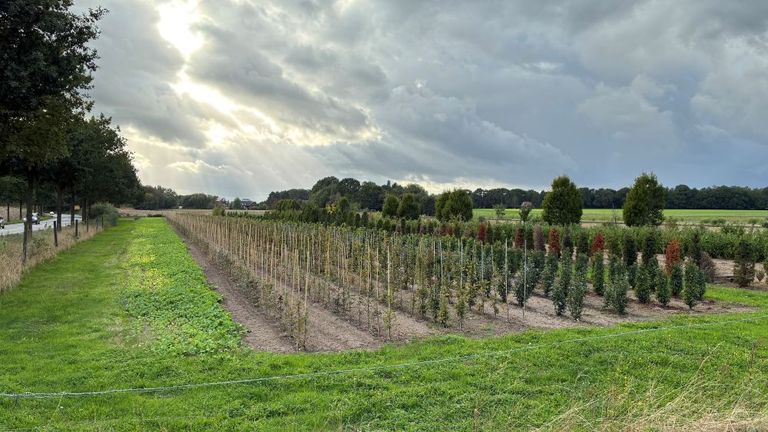 Neu gepflanzter Weinberg mit jungen Reben unter bewölktem Himmel.